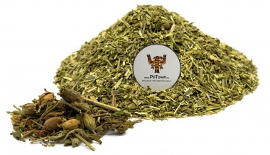 Дрема белая, трава (Silene latifolia) — PsiTown