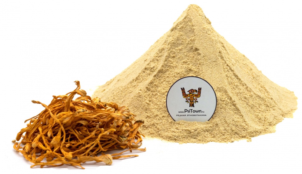 Кордицепс Милитарис, мицелий (Cordyceps Militaris, mycelium) фото 1 — PsiTown