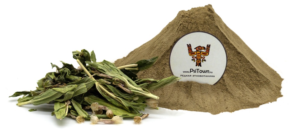 Аюга Туркестанская, экстракт (Ajuga Turkestanica, Живучка) фото 1 — PsiTown