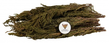 Артыш, лапник/ветви (Магический можжевельник) — PsiTown