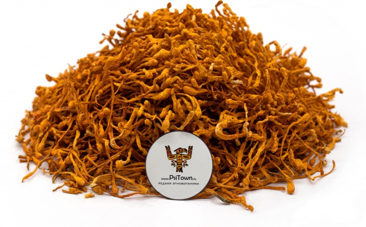 Кордицепс Милитарис, плодовое тело (Cordyceps Militaris) Гриб Кордицепс показан всем, кто хочет повысить жизненный тонус, физические показатели организма, хочет укрепить иммунитет или ищет средство для борьбы с возрастными изменениями. 
Кордицепс рекомендован всем, кто страдает от повышенного холестерина и уровня шлаков и токсинов, сахарного диабета, повышенного давления, воспалительных процессов, заболеваний печени и почек, пониженного либидо.