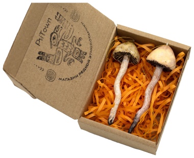 Подарочный набор «Shrooms» — PsiTown