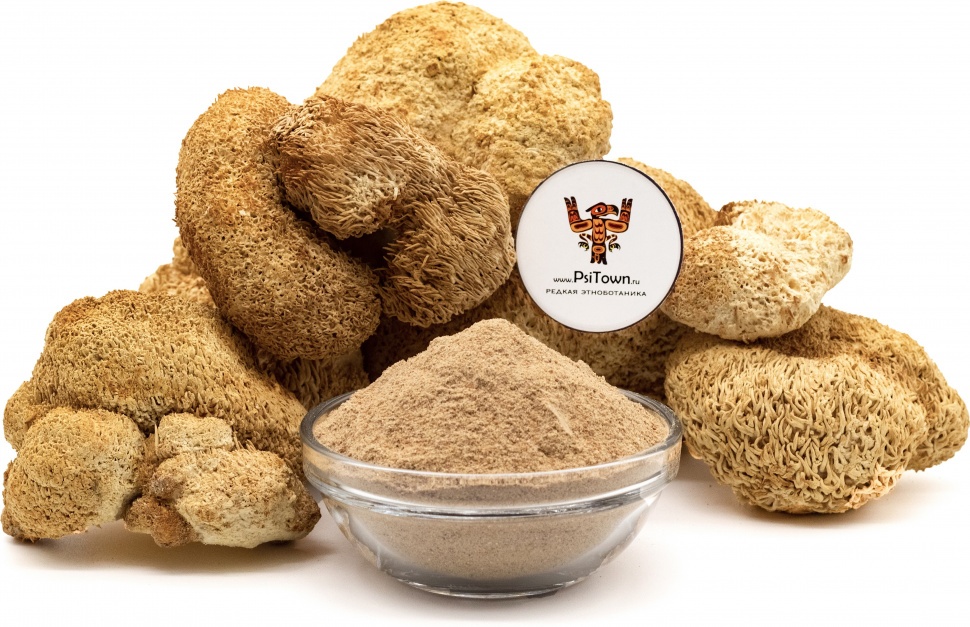 Опт - Ежовик Гребенчатый, мицелий  фото 1 — PsiTown