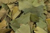 Гинкго Билоба, цельный лист (Ginkgo Biloba, leaf) фото 3 — PsiTown