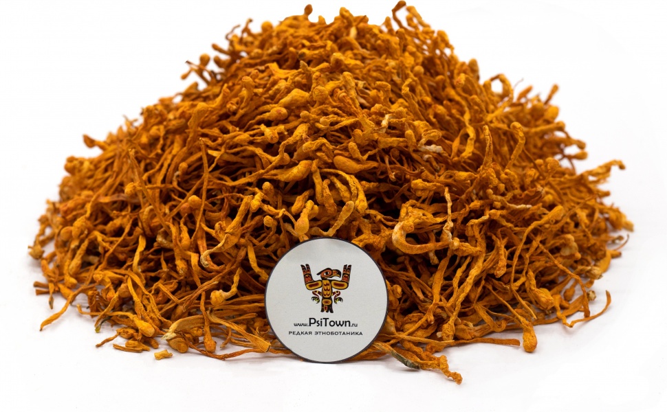 Опт - Кордицепс Милитарис, плодовое тело (Cordyceps Militaris) фото 1 — PsiTown