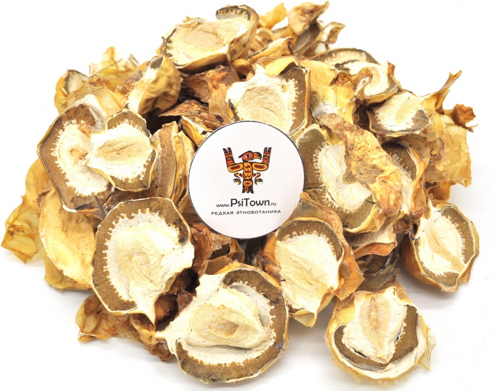 Опт - Весёлка обыкновенная, плодовое тело фото 1 — PsiTown